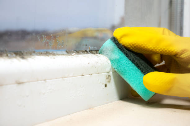 Professional Mold Removal in Ottawa, OH