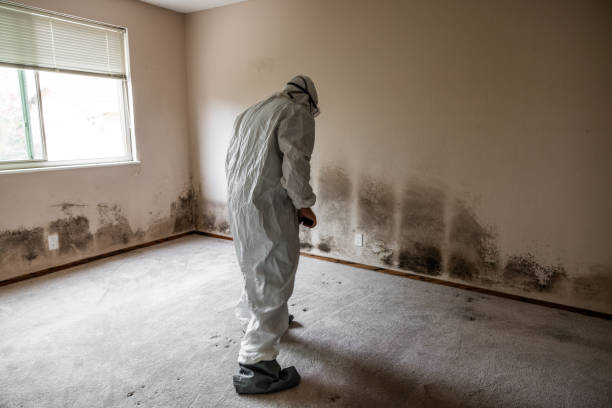 Best Local Mold Removal Service  in Ottawa, OH