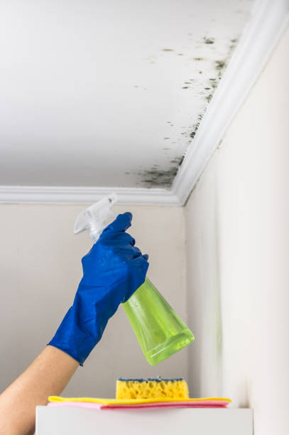 Attic Mold Removal in Ottawa, OH